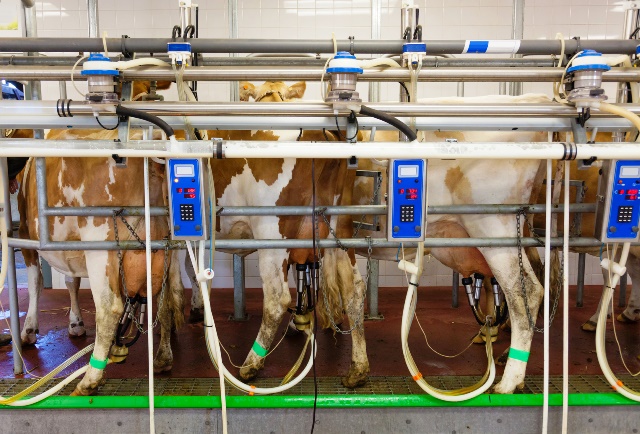 Proces dojenia krów mlecznych w nowoczesnym przemyśle